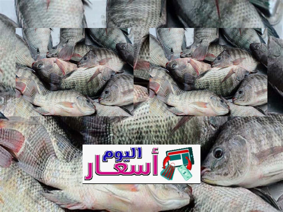 أسعار السمك اليوم للمستهلك 2023 | أسعار بورصة السمك بكفر الشيخ اليوم