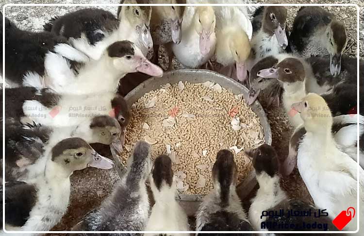 سعر كيلو البط السوداني اليوم في مصر