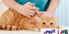 اسعار تطعيمات القطط