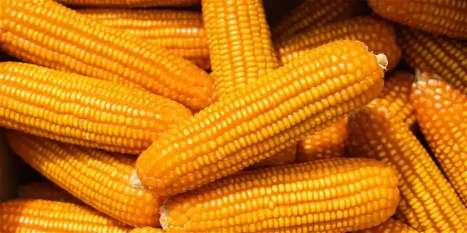 سعر الذرة الصفراء اليوم في مصر